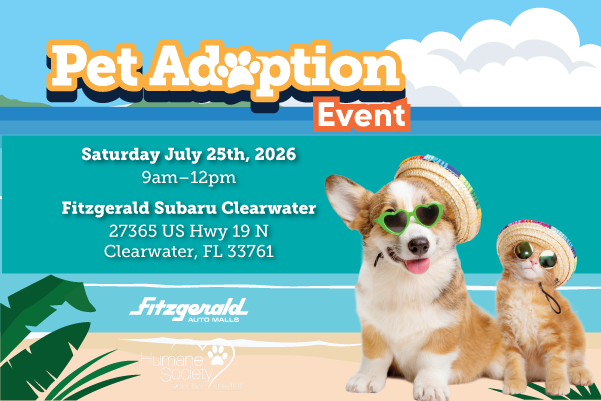 pet adoption - clearwater